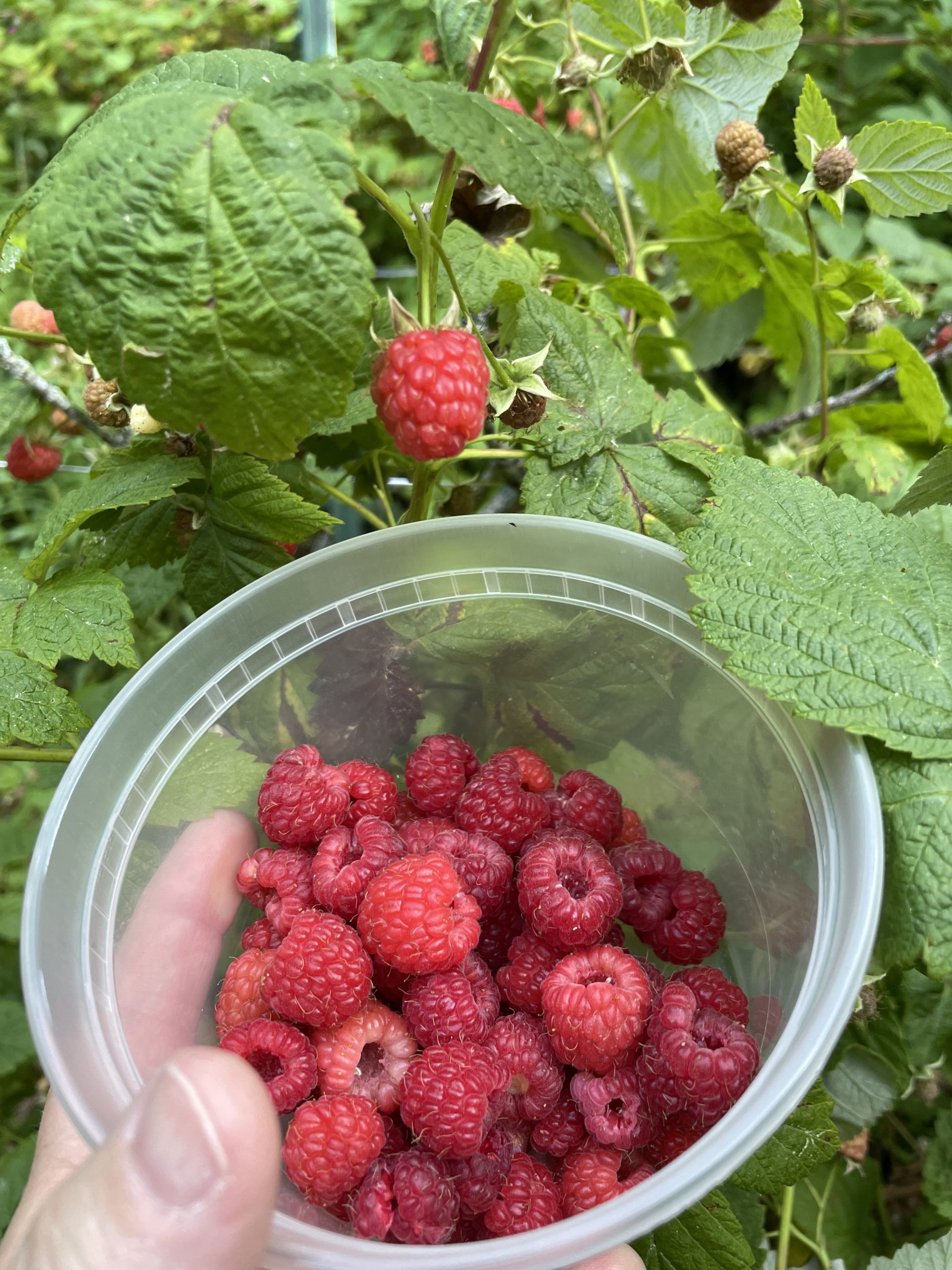 Listening to the Vine – Raspberry